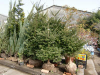 101112_jyumoku _mominoki2.JPG